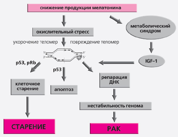 Рис. 7. Молекулярные механизмы влияния света и мелатонина на старение и рак (изображение: «Природа»)