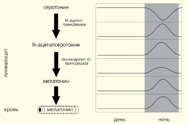 Рис. 2. Биосинтез и суточный ритм мелатонина (изображение: «Природа»)