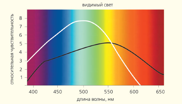 Рис. 6. Солнечный спектр и чувствительность клеток сетчатки — колбочек (цветная кривая) и палочек — к свету разной длины волны (изображение: «Природа»)